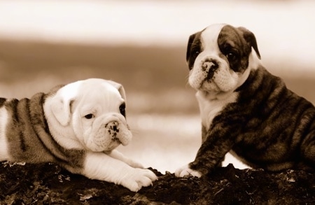 Bulldogpuppies Wallpaper on English Bulldog Puppies Eragon And Tarzan Xi