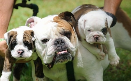 Englishbulldog Puppies Wallpaper on English Bulldog Adult With Two Puppies