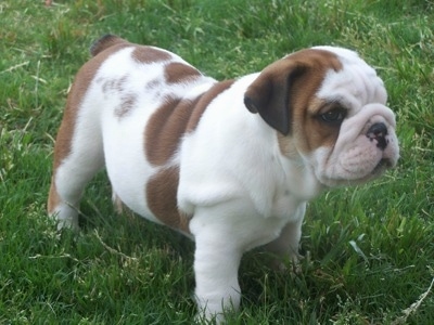 American Bulldog Puppies on Dooley The English Bulldog Pup At 8 Weeks Old Going For His Afternoon