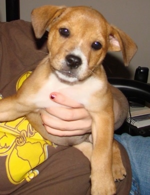 Candie the fawn and white English Bullweiler puppy is being held up by a person who is wearing a brown shirt wiht a yellow decal on it and blue jeans.