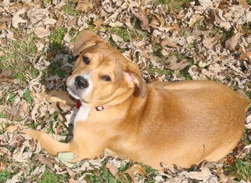 Candie the fawn and white English Bullweiler puppy is laying in a field of leaves and looking up