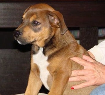 Sampson the fawn, black and white English Bullweiler Puppy is sitting in a persons lap. There is a hand with red painted fingernails on the side of Sampson.