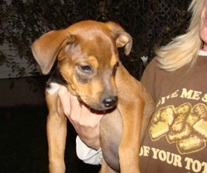 Sampson the fawn, black and white English Bullweiler Puppy is being held in the air by a persons arm. He is looking down and to the right