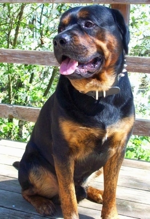 Prince the black and tan English Mastiff is sitting on a wooden deck. His mouth is open and tongue is out