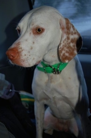 Close up - A white with red Pointer dog is wearing a bright green collar sitting in the backseat of a vehicle and it is looking down and to the left.