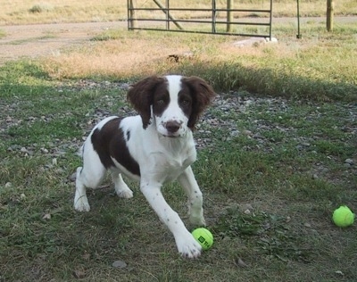 Puppy Springer Spaniel