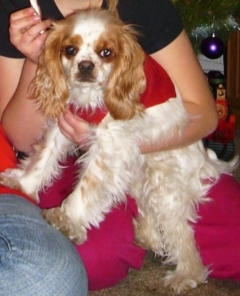 Abbie the white with brown ticked English Toy Cocker Spaniel is being held tightly to a persons chest. Abbie is wearing a red bandana