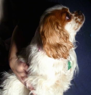 Close Up - Abbie the white with brown ticked English Toy Cocker Spaniel is sitting on a bed and looking up. There is a person wrapping their arm around her