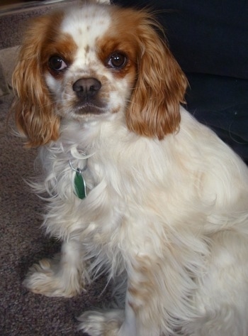 Close Up - Abbie the long-haired white with brown ticked English Toy Cocker Spaniel is sitting on a carpet. There is a couch behind it