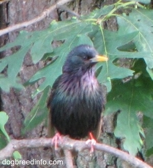 European Starling Bird standing in front of a huge tree