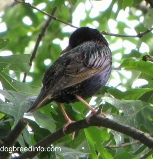 Back side picture of European Starling bird