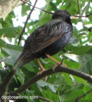 Back side picture of European Starling bird standing on a tree branch