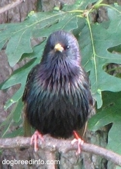 European Starling Bird standing in front of a huge tree on a small branch