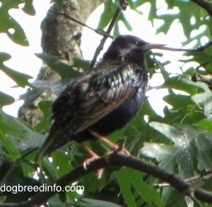 Right Profile - European Starling bird on a branch in a tree