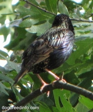 European Starling bird standing on a tree branch looking behind it