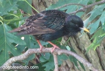 European Starlng Bird standing on branch grabbing at a leaf