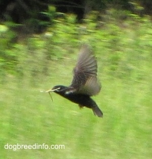 European Starling Bird flying with a piece of hay in its mouth