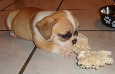 Close Up - Emmy the tan and white Free-lance Bulldog puppy is laying on a white tiled floor. Emmy is playing with a white rope toy. There is a water dish in front of her.