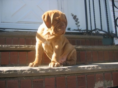A Dogue de Bordeaux is sitting on brick steps and looking down