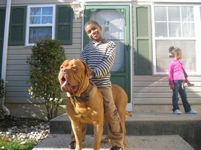 A Boy is sitting on top of a Dogue de Bordeaux in front of a tan and green house. The Dogues mouth is open and tongue is out. There is a little girl standing on the porch in the background