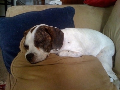 A white with black brindle Frengle is sleeping on a tan pillow on top of a tan couch with a blue pillow behind it