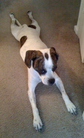 A white with black brindle Frengle is laying stretched out on a floor. Its front paws are in front of it and its back paws are out behind it. It is looking forward