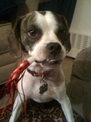 A white with black brindle Frengle is sitting on a rug and it has a red party blower in its mouth