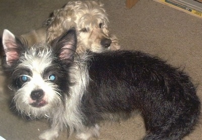 A black and white long-haired wiry looking Boston Terrier mix is standing in front of a tan Cocker Spaniel