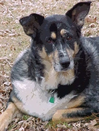 dog shepherd german