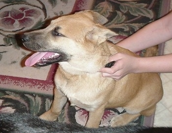Joey the German Shepherd / Belgian Malinois Hybrid Dog.