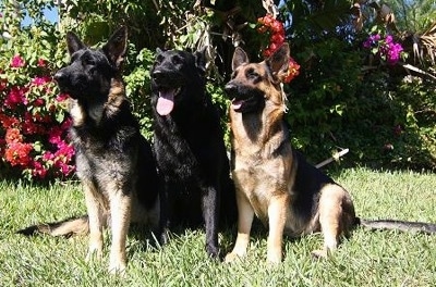 Noah (black and tan) 1 1/2 years, Dax (solid black) 6 years, & Hannah (my golden girl) 1 1/2 years, are pure German Shepherds. 