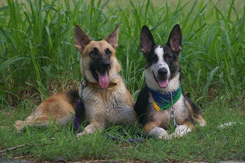 A black and tan German Shepherd is laying next to a black and tan with white Panda Shepherd who is wearing a blue, green and yellow bandanna in front of tall grass.