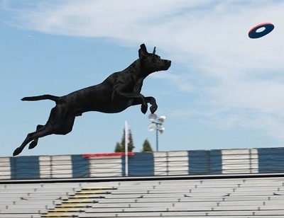 Action shot - A black with white German Shorthaired Labrador is jumping in the air to catch a frisbee. There is empty stadium seating behind the dog