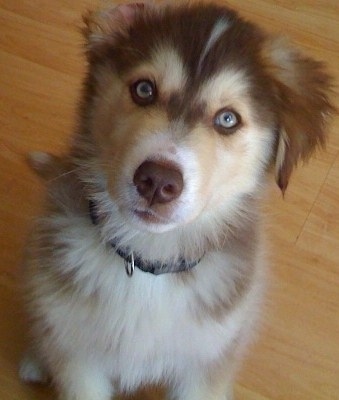 A brown with tan and white puppy is sitting on a hardwood floor looking up