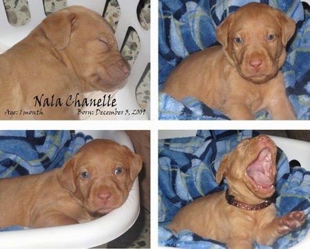 golden retriever mixed with labrador. Golden Retriever Mix