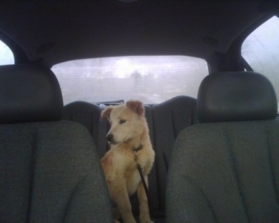 A Golden Pyrenees puppy is sitting in the backseat of a vehicle