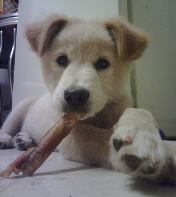 A Golden Pyrenees puppy is chewing a rawhide while laying on a white tiled floor in front of a refrigerator in a kitchen.