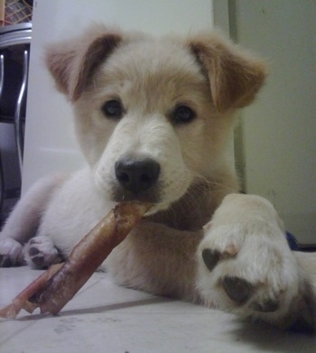 golden retriever mixed. Retriever mix that we