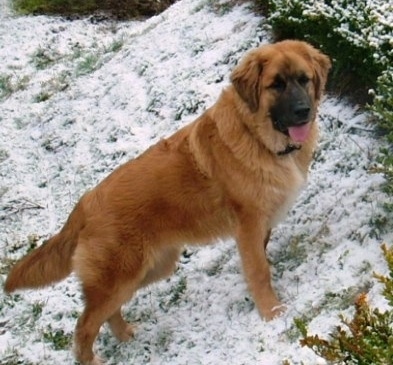 View from the side - A large-breed, Golden Saint dog is standing up a hill that has a dusting of snow over it. It is looking to the right of its body, Its mouth is open and its tongue is out.