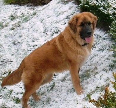 golden retriever mixed with chow. golden retriever mixed.