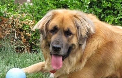 A panting Golden Saint is laying outside in front of a line of bushes with a blue ball in front of it.