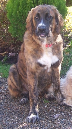 A black and brown brindle with white Golden Saint dog is sitting in a driveway next to another dog.