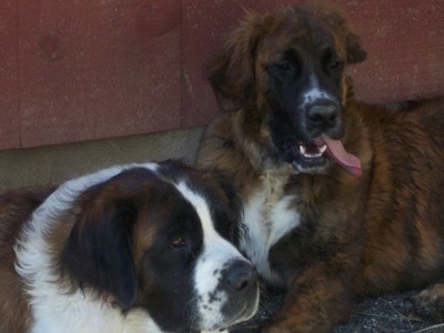 Close Up head shots - A brown brindle Golden Saint dog has its long tongue hanging out of the side of its mouth while laying next to a purebred Saint Bernard dog outside in front of a red wall.