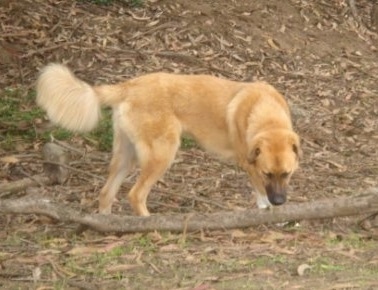 A tan with white Great Bernese is sniffing a large stick