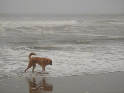 A tan with white Great Bernese is walking on a beach that is getting rushed by waves