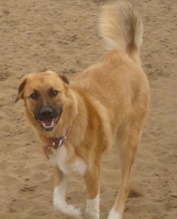 A tan with white Great Bernese is walking around in sand. Its mouth is open.