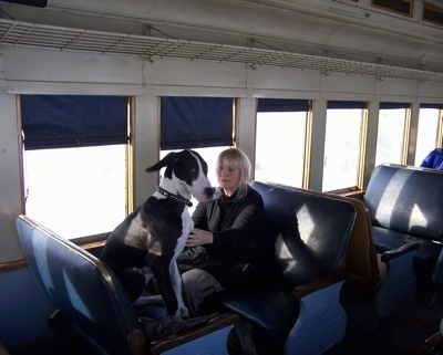 A black with white Great Dane is sitting in a train seat in front of a lady who is touching its chest