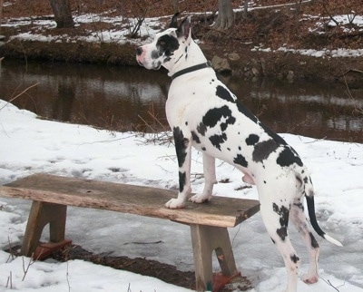 A white and black harlequin Great Dane is standing in snow with its front paws on a wooden bench with a body of water behind it