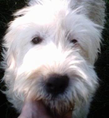 Close Up head shot - The face of a furry white Great Wolfhound puppy