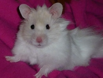 Close up side view - A white with tan Teddy Bear Hamster is laying across a pink blanket looking forward.